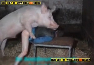 Огромная свинья насилует зоофила в сарае