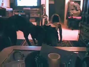 Любительская домашняя зоофилия с распутной девушкой и собакой в горячем видео